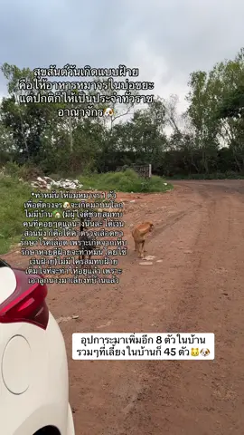 #ให้อาหารสัตว์ #ให้อาหารหมาจร #อาหารหมา #ให้อาหารหมาแมว #สุขสันต์วันเกิด 