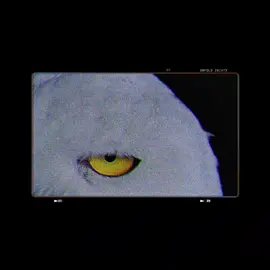 The snowy owl (Bubo scandiacus) is a species completely adapted to life in the Arctic tundra, where the cold never shows mercy. Its white plumage, sometimes with dark spots in females, works as the perfect camouflage against the snow. It even has feathers covering its legs, a key adaptation that helps it handle extreme temperatures. It’s also one of the few owls that can hunt during the day, and its vision is so sharp that it can detect prey even in the middle of snowstorms. When it comes to feeding, Bubo scandiacus depends heavily on lemmings, and when they’re abundant, it can hunt an impressive amount in a single day. If food becomes scarce, it switches without hesitation to birds, hares, or even fish. Males tend to become almost completely white during the breeding season, while females keep a more spotted pattern to blend in while protecting the nest. And something curious is that they don’t build complex nests they lay their eggs directly on the frozen ground, as if that harsh landscape had always been their natural home. #owl #animals #animalsworld #wild #fyp 