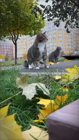 Коли питають як настрій#creatorsearchinsights #гуморукраїнською💛💙 #котики #приколи #сміхота😂😂 