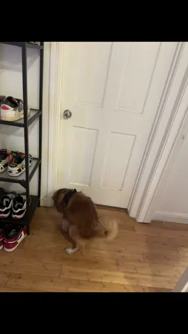 I’m dying 😂#dogtok #viral #comedyvideo 