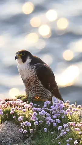 #explore #اكسبلور#هدد #شاهين#لايكات 