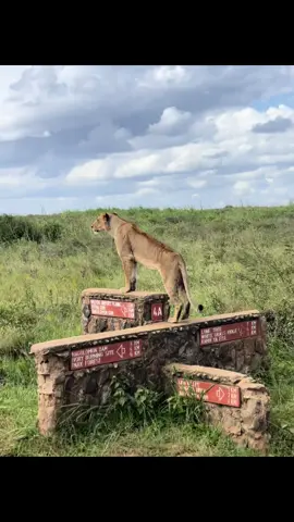 Nairobi national park #kenya #nairobi #wildlife #forest #animals 