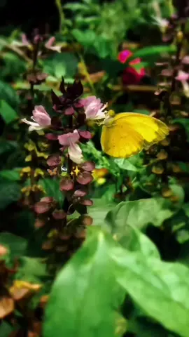 #fypシ゚viral🖤tiktok☆♡  #lyrics_songs🖤🎶🎧fypシ゚  #lyrics🎶🎶🎼🎼❤️kk  #telugusongs❥❥❥❥fyp🎶  #fypシ゚viral🖤tiktok☆♡🦋myvideo 