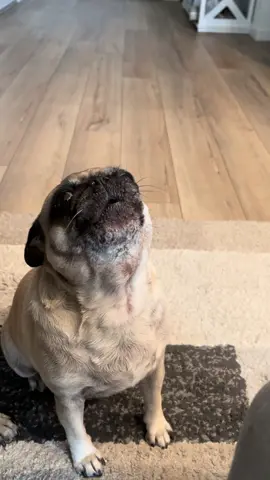 So say it ditto #xyzcba #newjeans #pug #pugsoftiktok #foryoupage 