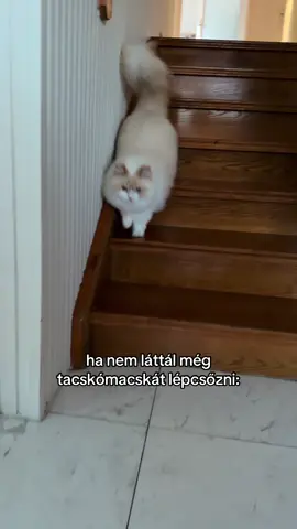 Csak lelebeg az emeletről ☁️annyira cuki hát nem bírom #fyp #catsoftiktok #tacskomacska #yukithemunchkin #munchkin 