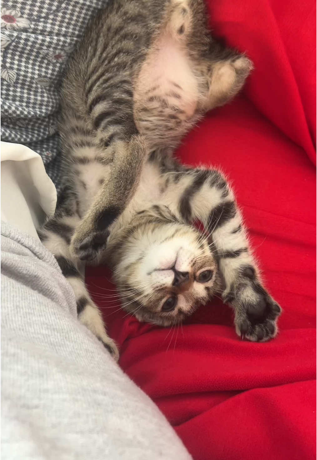 Part.1 Simba’s Daily Vlog🐱