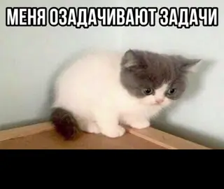 а мой ТГК с этими и другими мемами: @Xtr3mumFans  #озвучкамемов #юмор #озвучка #смех #мемы #кот 