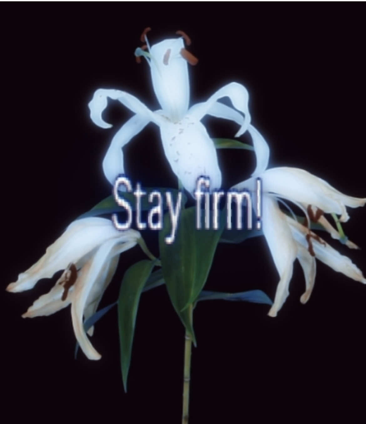 The Prophet ﷺ said: “Islam began as something strange, and it will return to being strange, so blessed are the strangers.” (Sahih Muslim) #hadith #salafiyyah 