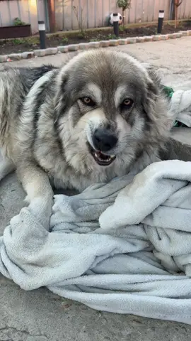 Pătuț pentru Herra de pe Temu? 🥰🥰 #temufinds #haultemu #foryoupage❤️❤️ #unboxingvideo #herra 