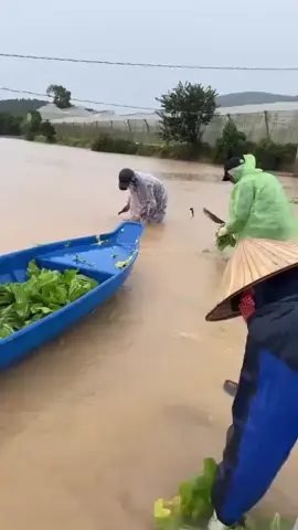 Đơn Dương Lâm Đồng, lũ ngập hết hoa màu.