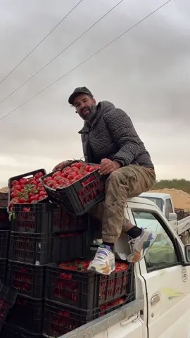 #شركة_مسلم_العالميه_للخضر_والفواكه🍉🍎🍅🍏🍇 #اربي_يسترنا_من_عينيك👀🧿 #وادي_سوف 