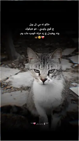 ༺🕯️دَرَدمن زړګۍ 🩶༻ #Foryou #foryoupage #viraltiktok #sadqoutes #afghanistan🇦🇫 