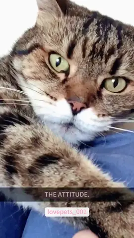 She’s cute…Until you try to pet her.🤣🤣🤣#cats #cat #catsoftiktok #catlover #funny #foryou #viral #funnyanimals #cute #usa🇺🇸 