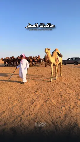 منقية رجل الاعمال #عبيد_عبدالله_الشلاحي #حاكمات_الصفر #صفر_مطير تصوير #ممدوح_بن_خالد 