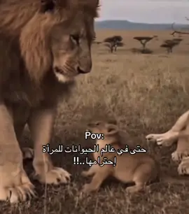 حتى في عالم الحيوانات..!!#مالي_خلق_احط_هاشتاقات🧢 #الشعب_الصيني_ماله_حل😂😂 #اكسبلور #fyp #foryou 