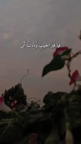 فَيا قَبرَ الحَبيبِ وَدِدتُ أَنّي حَمَلتُ وَلَو عَلى عَيني ثَراكا #اناشيد_رآئعة #بدون_موسيقى #عبارات_شفافية_جاهزة_للتصميم #مالي_خلق_احط_هاشتاقات #💔🥀 