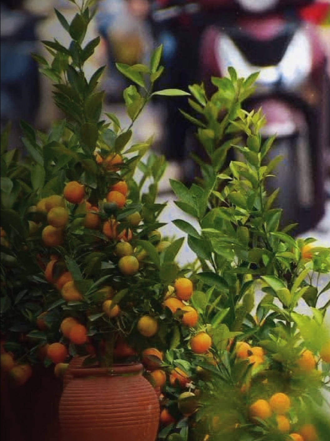 #tetnguyendan #tet2026 #tetdoanvien #tetbinhngo2026 