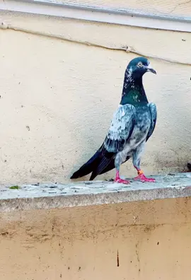 Shoq kro💕#ماشاء_الله #میتلے #داشوق #foryoupageofficiall❤️❤️tiktok #foryoupage❤️❤️ 