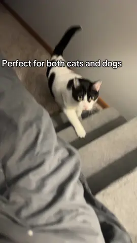 Pet stairs