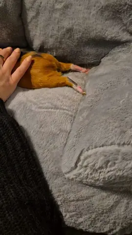 #animals #funny #guinaepigsoftiktok #relax #fyp  😎