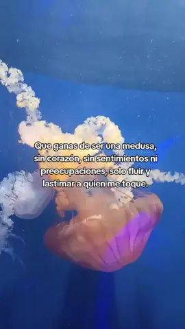 Solo fluir y lastimar a quien me toque. #medusa #medusas #mar #paratiiiiiiiiiiiiiiiiiiiiiiiiiiiiiii #fouryou 