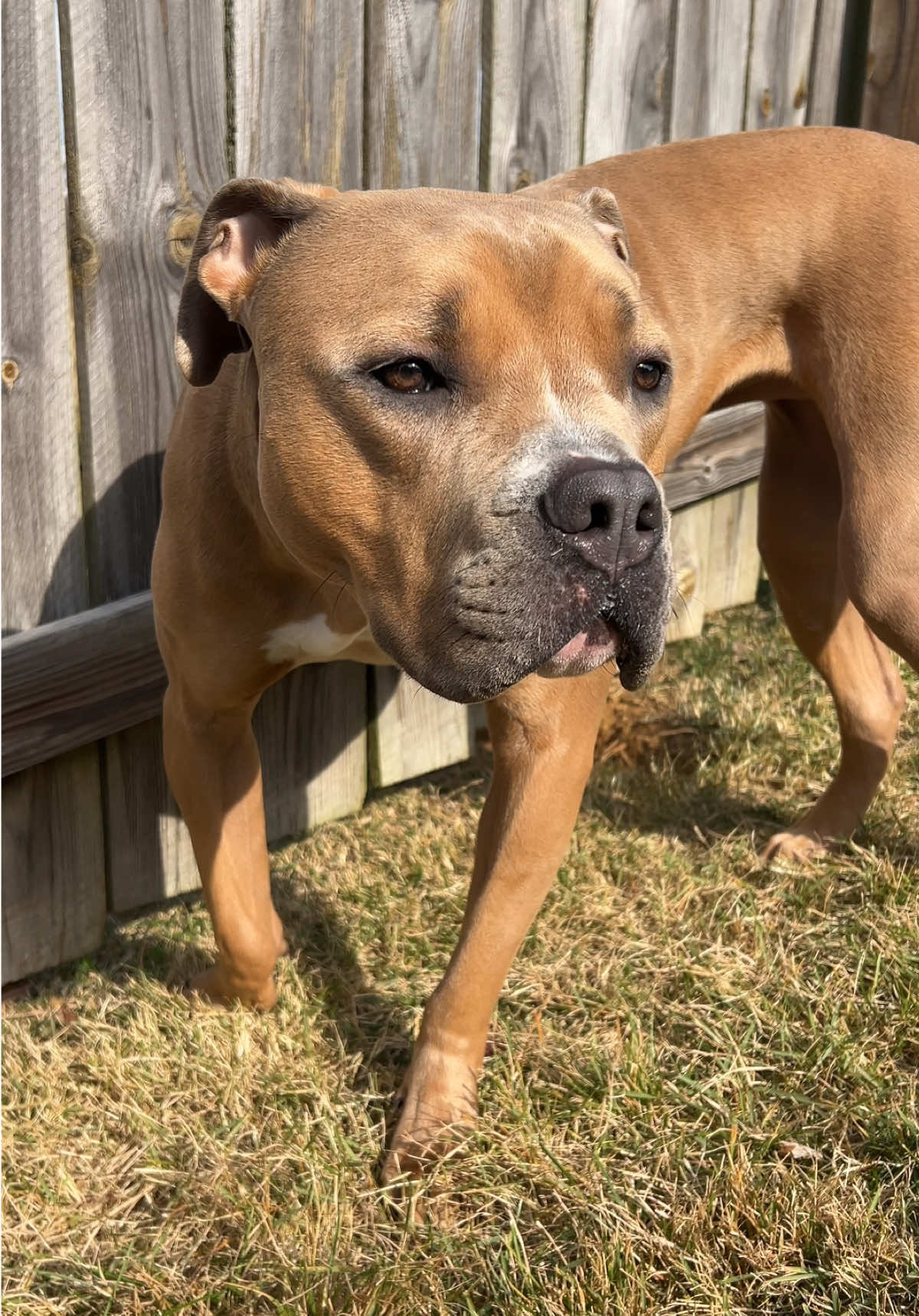 we promise we will try to build them a little gate😂 #gemmalou #americanbully #dogsoftiktok #dogs 