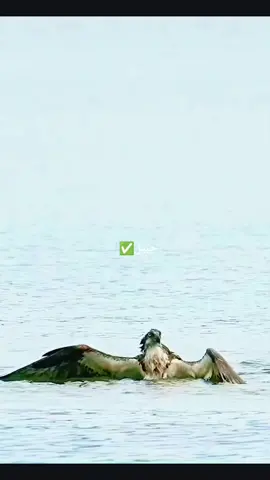 #الشعب_الصيني_ماله_حل🤣🤣 #ابوني_ياك_باطل_ولا_حنا_مانستاهلوش #العيـــــــــــــــــون♕تسمــــــــسيلت 