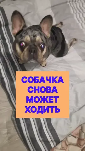 #французскийбульдог #собака  #собакаупаланалапы 