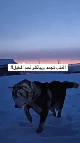 اكثر مكان برودة على الارض #٦٠شو_مع_الدكتور_حاتم_ستين 