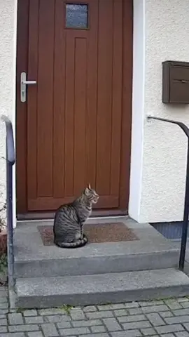 kleiner scheisser😅#funny #ai #cat #oma 