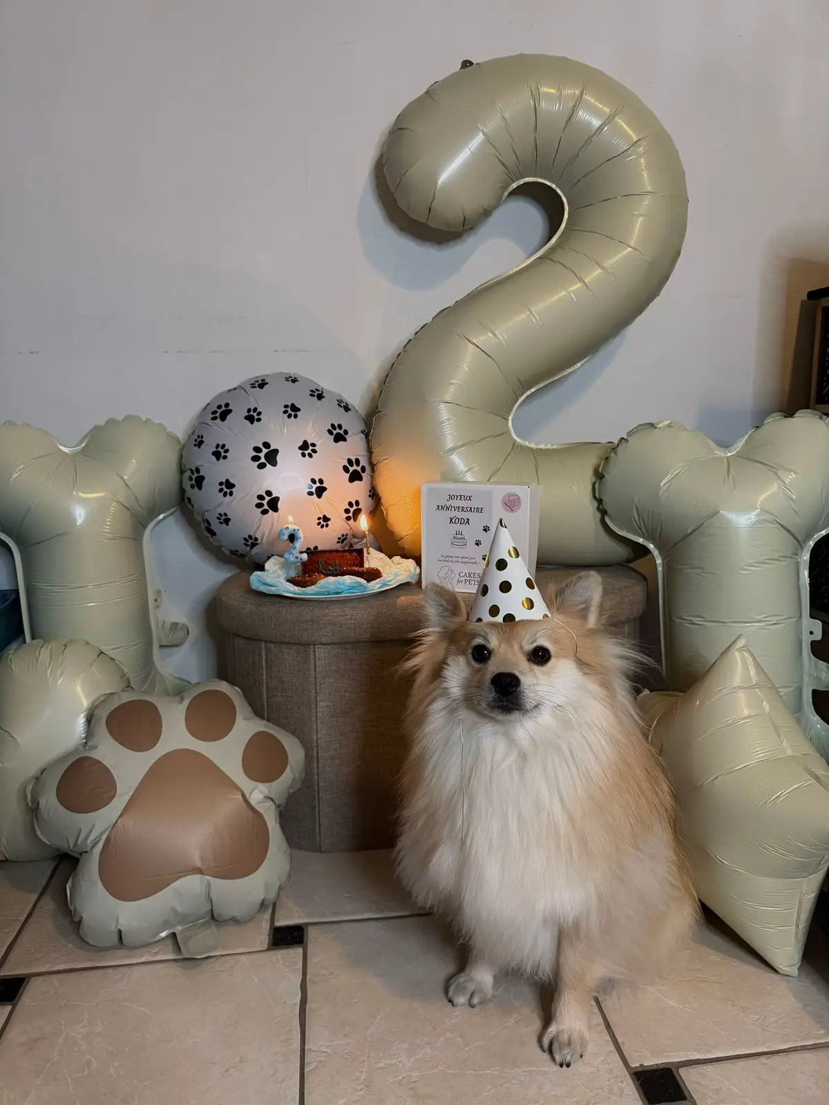 Happy bday to the prince 👑 merci à @Cakes For Pets pour le gâteau de Koda 🤍 | ig : leapnnq  #spitzlovers #spitzallemand #dogmoms #chientiktok #chienmignon 
