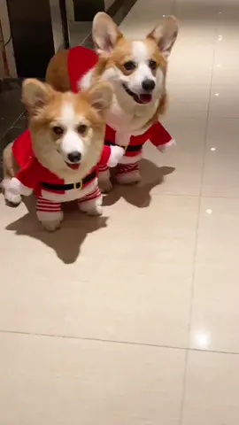 #dogloversoftiktok #dogparents #dogs #dogowners #petowners 