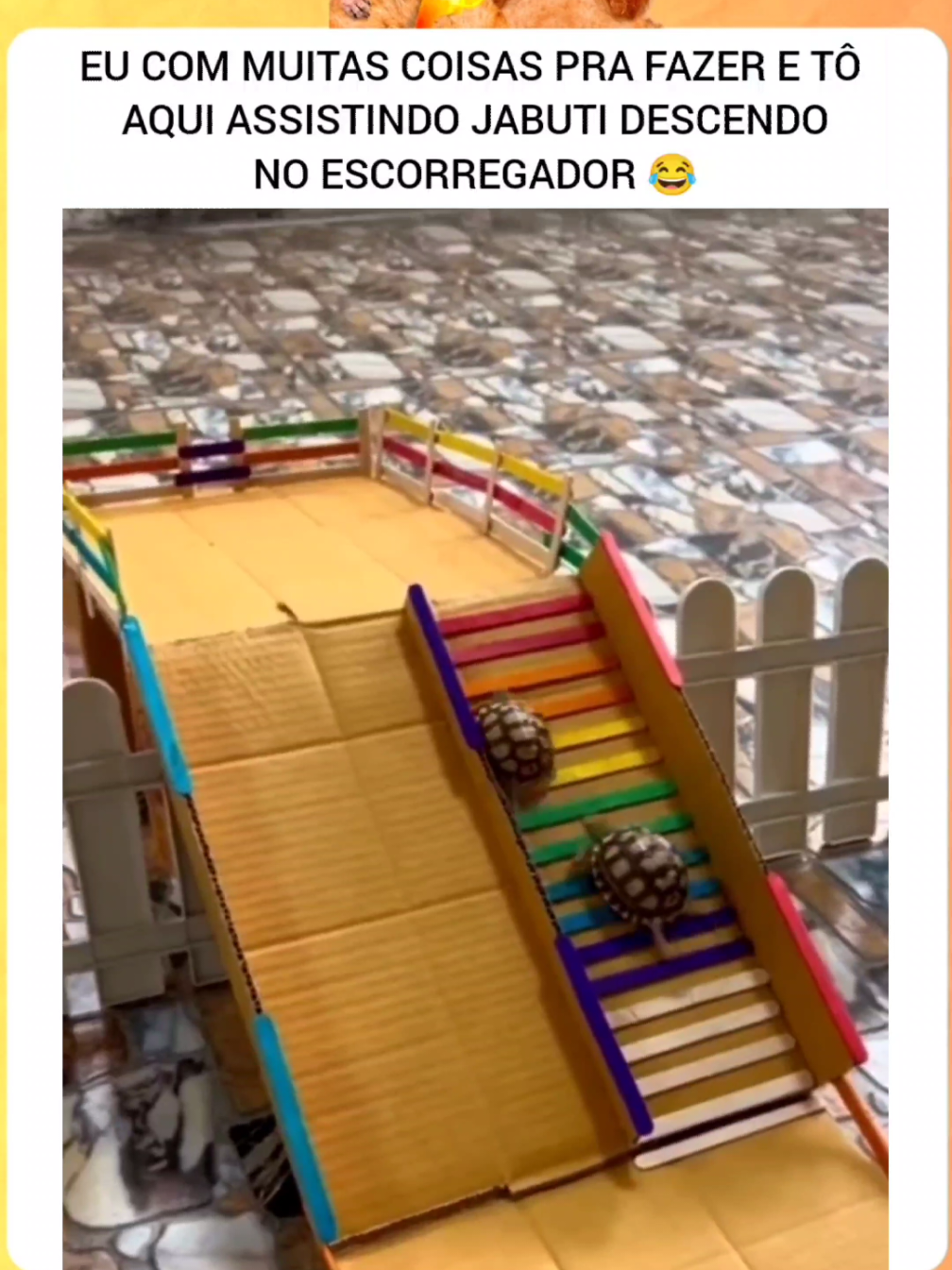 QUE LINDAS. 🥰 ... #pets #jabuti #animais #animaisnotiktok #animaisengraçados 