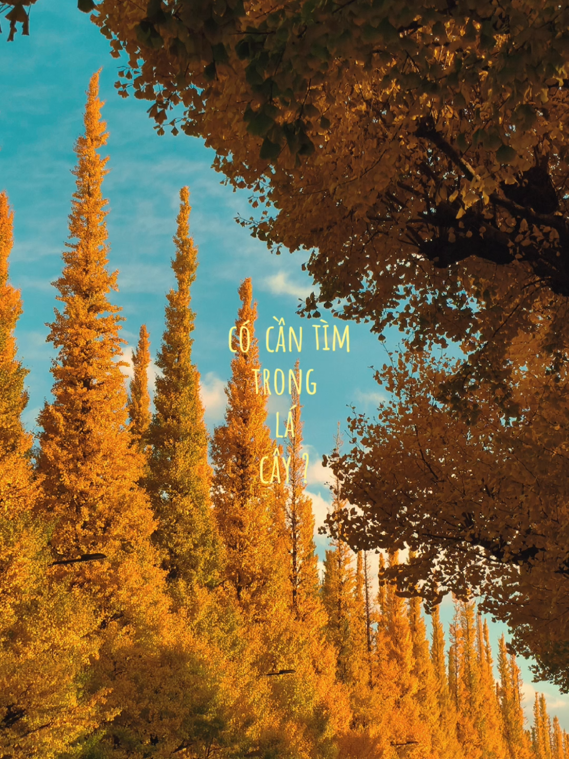 #meijijingugaien #lavang #tokyo 