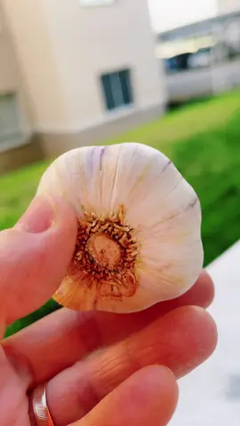 🧄✨ O poder do alho no seu dia a dia! Simples, natural e cheio de benefícios para o bem-estar. Um ingrediente pequeno que faz uma grande diferença! 💚👇 #Alho #VidaSaudavel #BemEstar #NaturalmenteSaudavel #IngredientesQueCuidam