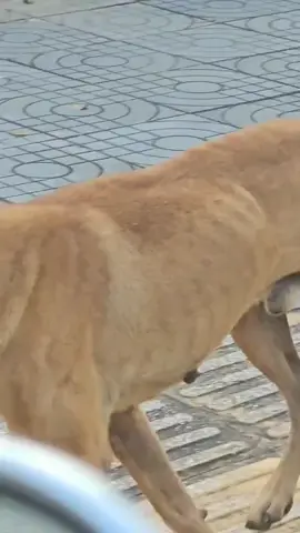 já ouvi falar do homem do saco,mais caramelo do saco é a primeira vez.#caramelo #ovos #caes #tchau #vapo 