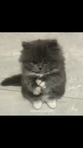 #kitten #cute #pets #cats #foryoupage 