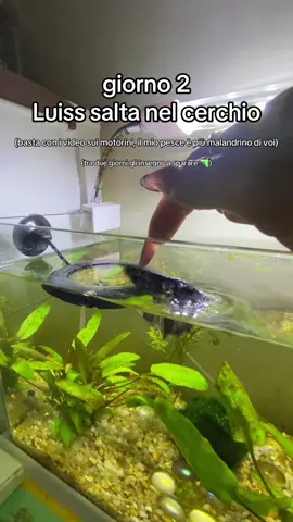 seguitemi per altri aggiornamenti 