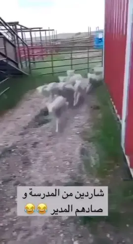 لما تهربوا من الفاصل 🤣 #التعليق_الصوتي_صادق_العودي #ضحك_من_قلبك_مع_صادق_العودي🤣 #الشعب_الصيني_ماله_حل😂😂 