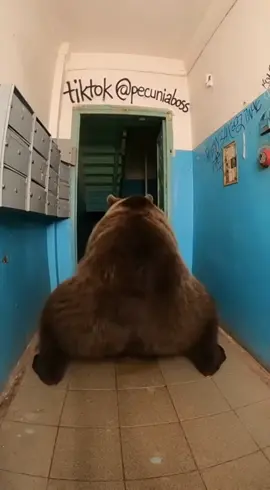 Медведь развлекается #fyp #чечня #лезгинка #медведь #россия 