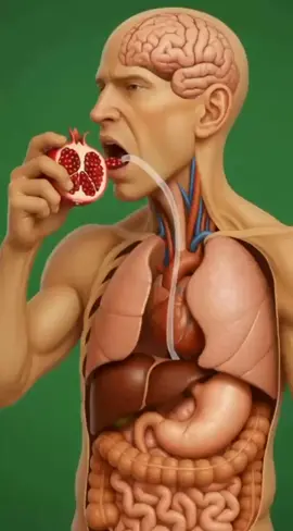 What pomegranate does in your body when you eat it 😱😱😱 #fyp #viral #health #anatomy #pomegranate 