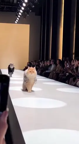 #коты #смешныекоты #котикиприколы #котикисмешные 