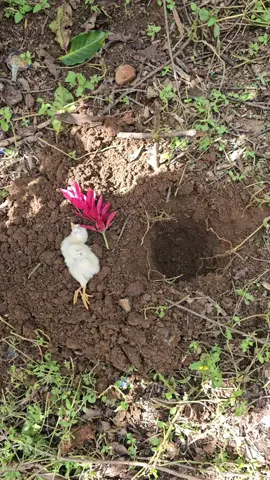 adios pollito🐤 #elinfierno #elcochiloco #elbeny #corridos 