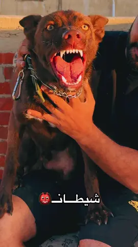 #الشعب_الصيني_ماله_حل😂😂 #شيطان #fyp #كلاب_شرسة🐕💥 #مسعور 