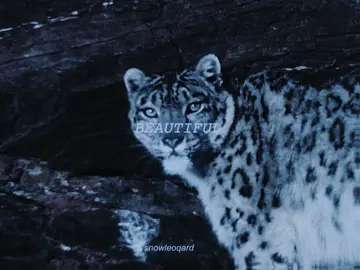 First actual transition edit | ib: @𝚠𝚎𝚜 #snowleopard #nature #cat 