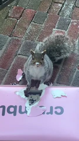 when apparently it’s the neighborhood squirrel’s birthday too… @Crumbl #birthday #squirrelsoftiktok 