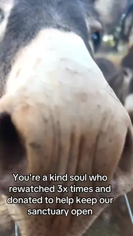 #fyp #animlaslover #animlasballoons ##GermanSheperds #GermanSheperds 