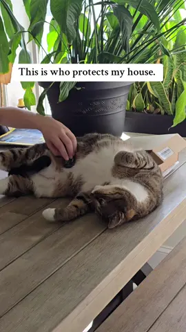 The fiercest of them all. #protect #cat #g7 #trend 