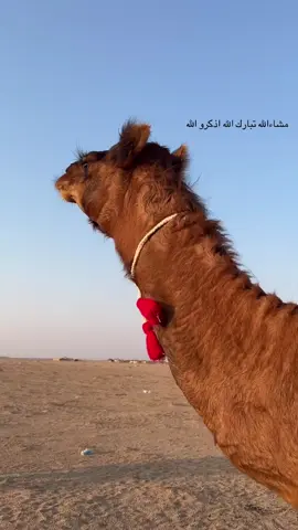 #الشعب_الصيني_ماله_حل😂😂 #مشاءالله_تبارك_الله_اذكروالله #البل 