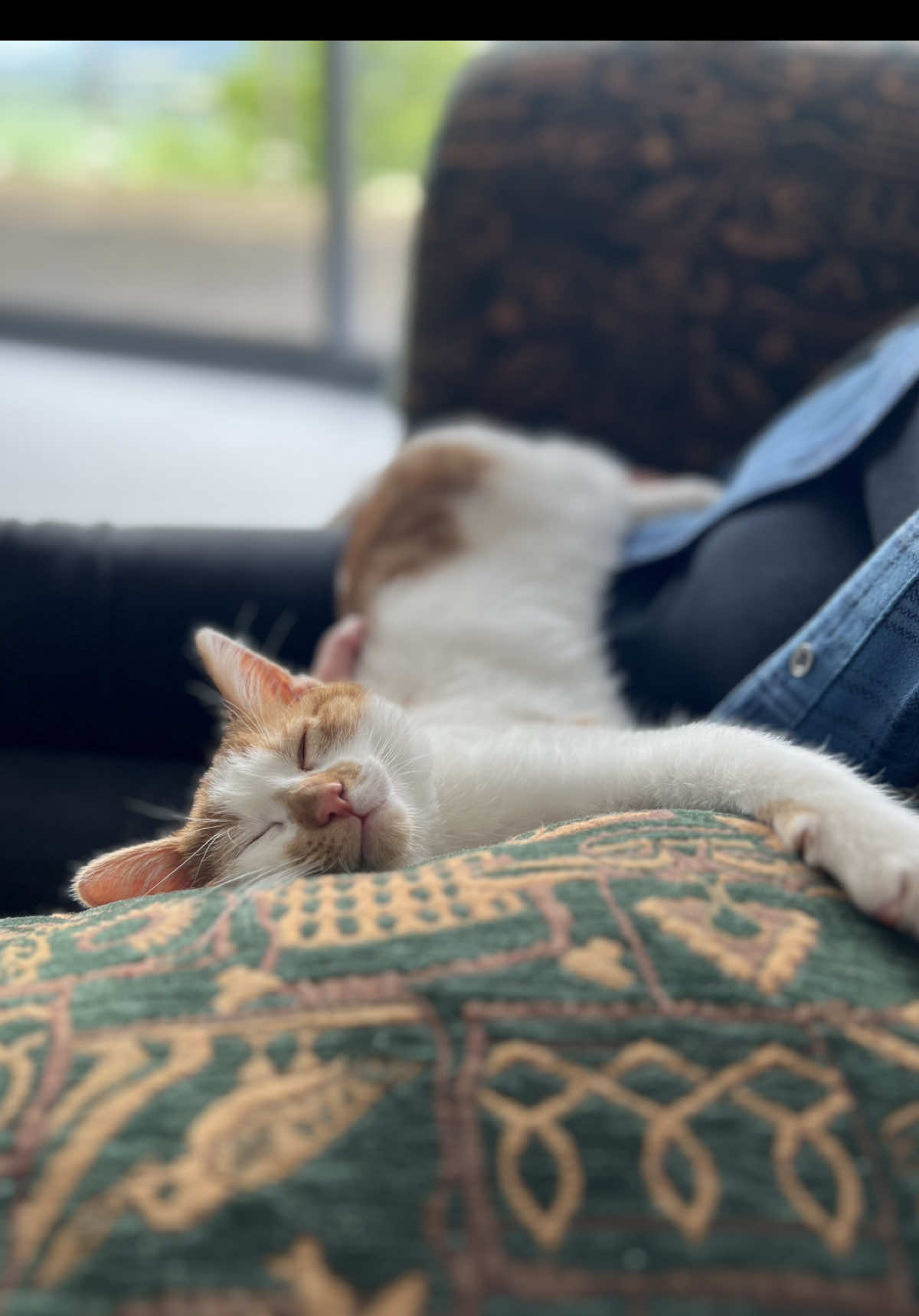 My biggest piece of advice: don’t miss out on your own root vegetable, it may not feel like it right there and then, but they are life changing little beings #fyp #foryou #foryoupage #cat #catsoftiktok #kitten #kittensoftiktok #catoftheday #catlover #catmom #cattraining #cattok #pettok #PetsOfTikTok  